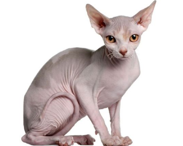 f:id:mo88mo:20171019114111p:plain