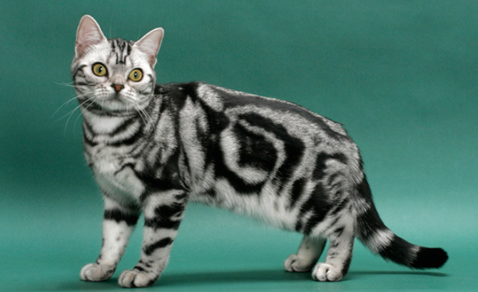 f:id:mo88mo:20171113130534p:plain