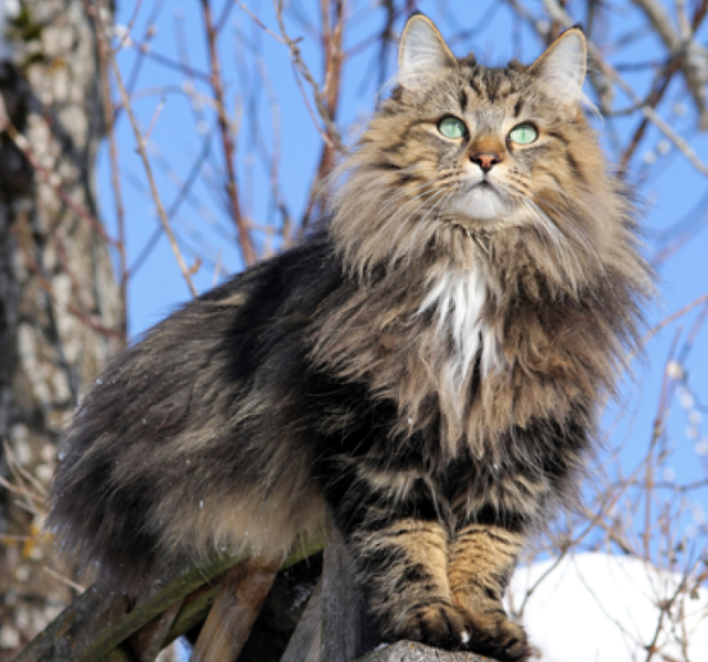 f:id:mo88mo:20171113131139p:plain