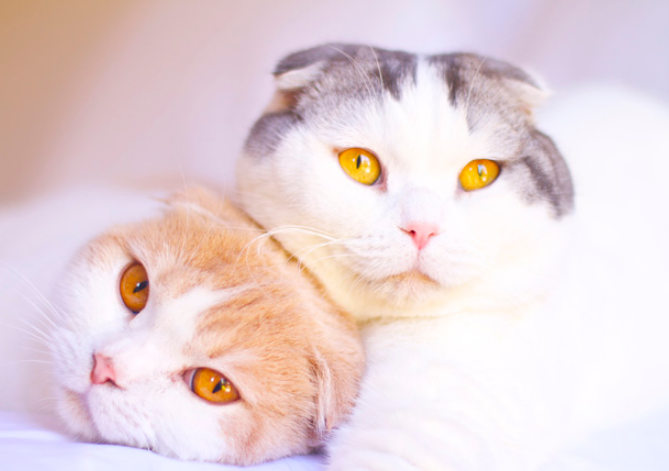 f:id:mo88mo:20171113131557p:plain