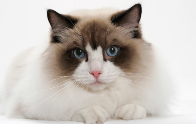 f:id:mo88mo:20171113131855p:plain