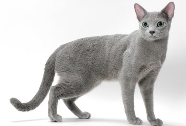 f:id:mo88mo:20171113132435p:plain