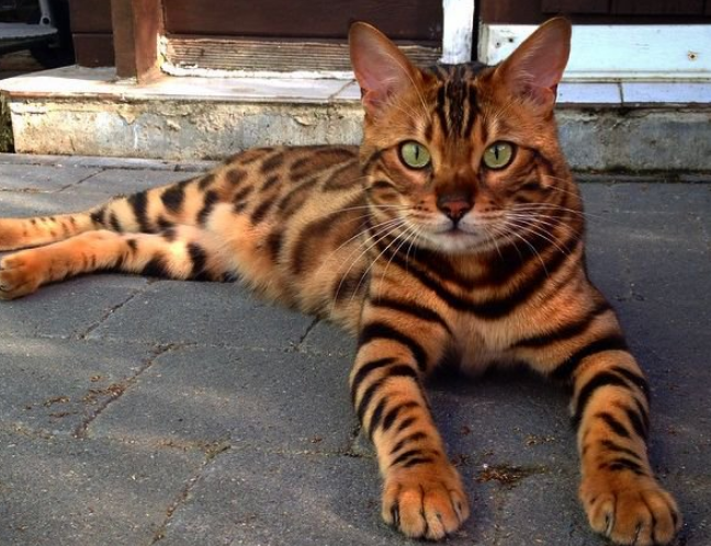 f:id:mo88mo:20171113132905p:plain