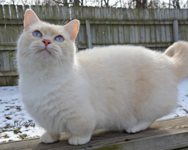 f:id:mo88mo:20171113140719p:plain