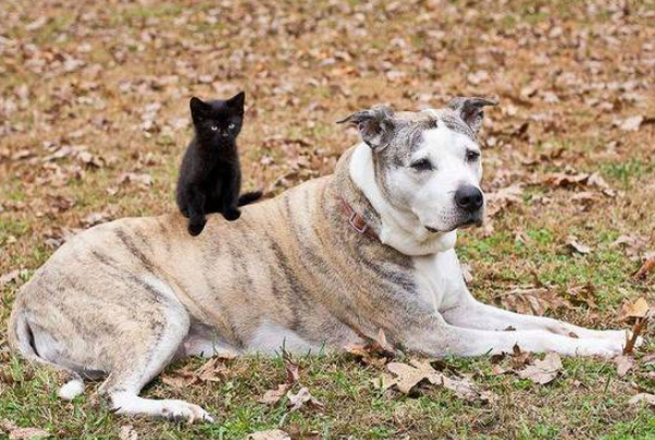 猫と犬！賢いのはどっち？研究結果は？ - 保護猫モモ＆ナナのブログ！