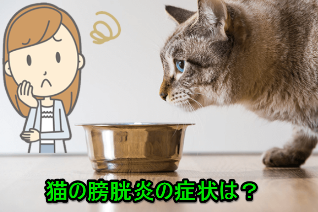 猫の膀胱炎！症状と原因、治し方、自然療法は？ - 保護猫モモ＆ナナの 