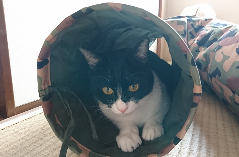 f:id:mo88mo:20180215155516p:plain