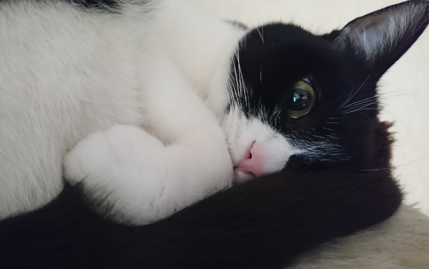 f:id:mo88mo:20180307154245p:plain