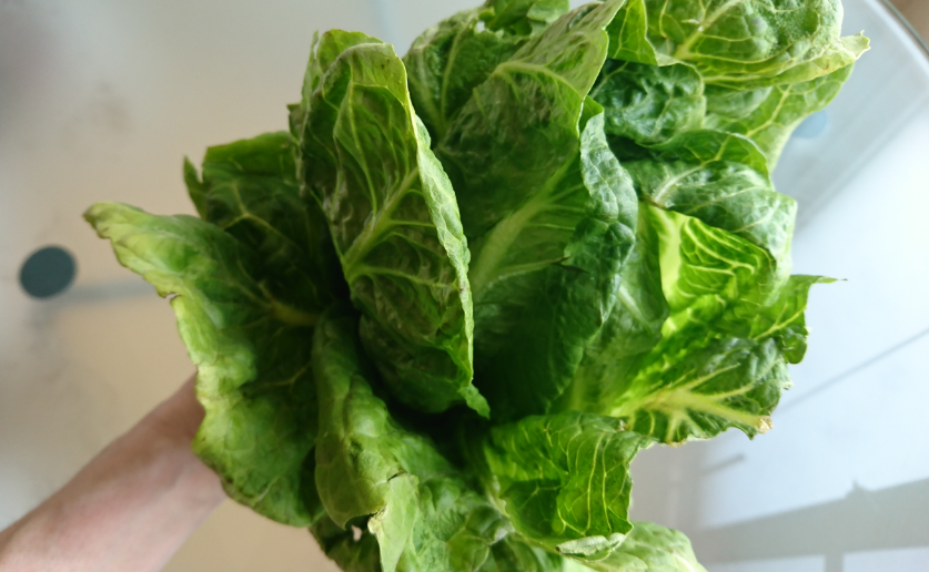 ロメインレタスとは？栄養や保存方法は？ うれしい家ごはんレシピと猫