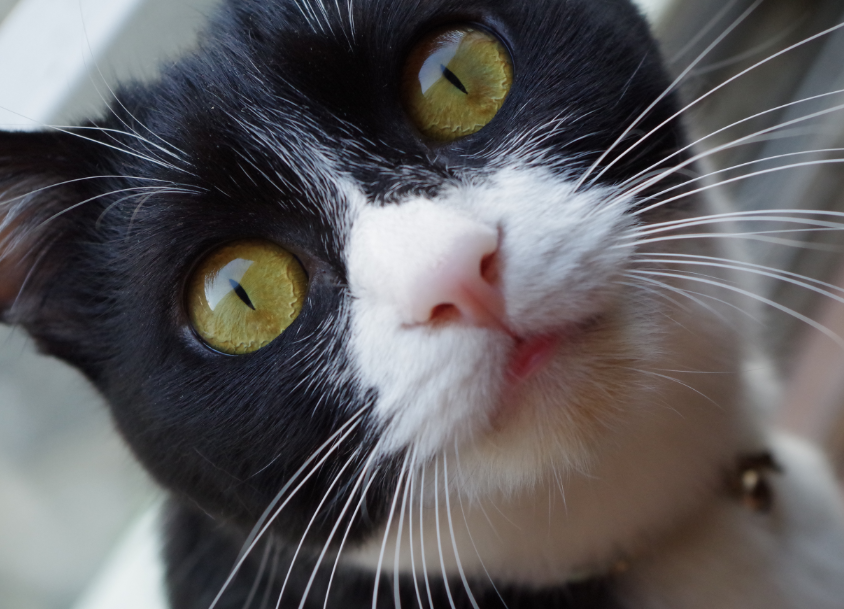 f:id:mo88mo:20180509162040p:plain