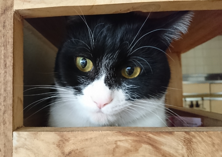 f:id:mo88mo:20180528153411p:plain