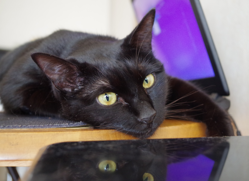 f:id:mo88mo:20180602155545p:plain