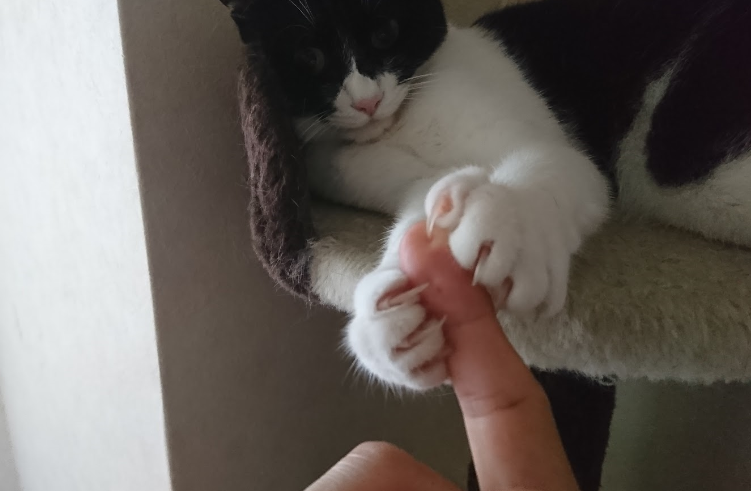 f:id:mo88mo:20180614163611p:plain