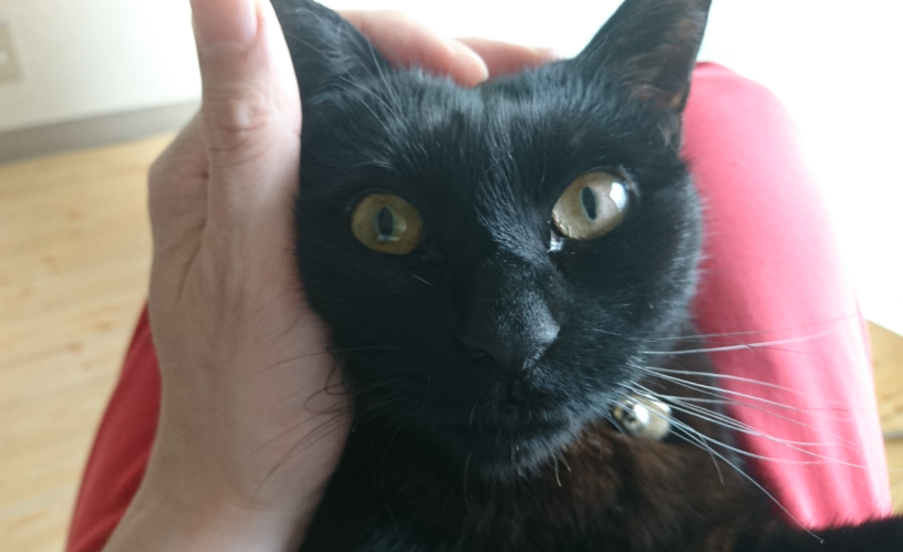 f:id:mo88mo:20180615160855p:plain