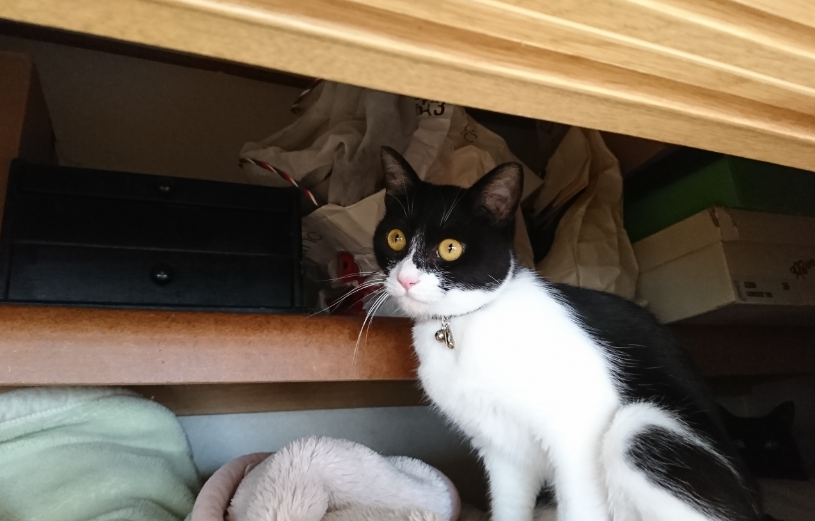 f:id:mo88mo:20180617183506p:plain