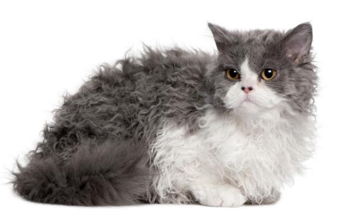 f:id:mo88mo:20181103112212p:plain