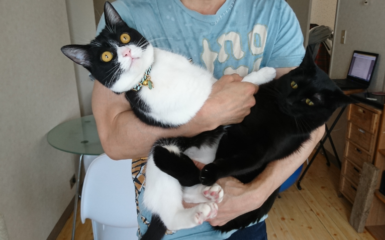 f:id:mo88mo:20190331142258p:plain