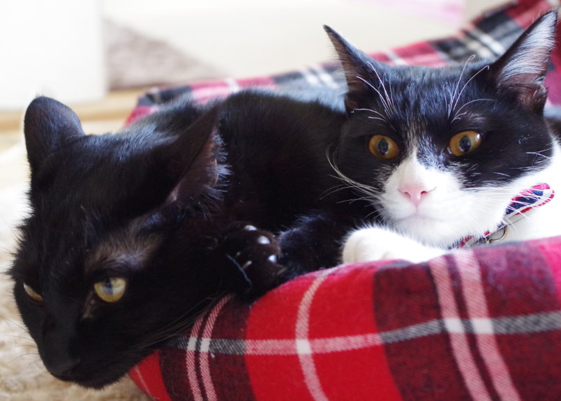 f:id:mo88mo:20190331142519p:plain