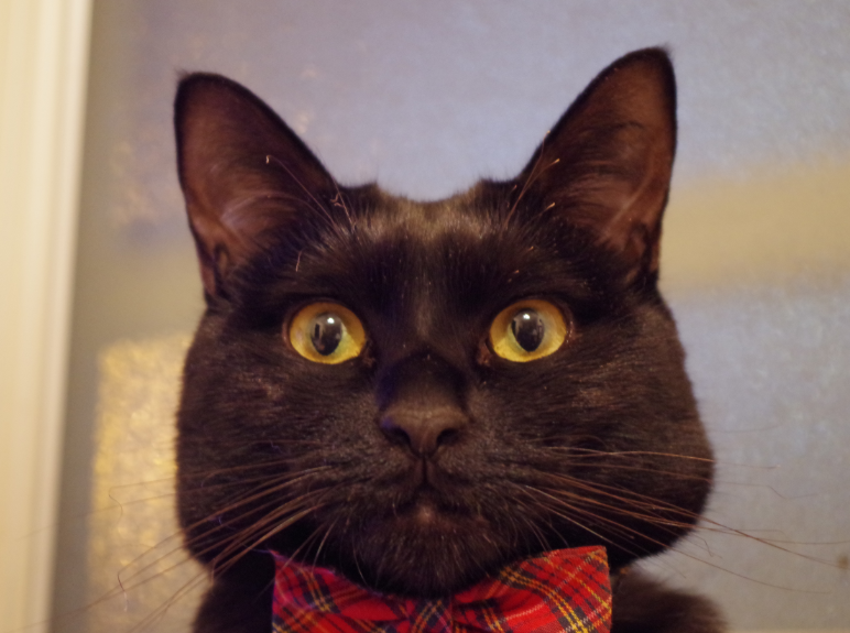 黒猫に関する神話と迷信