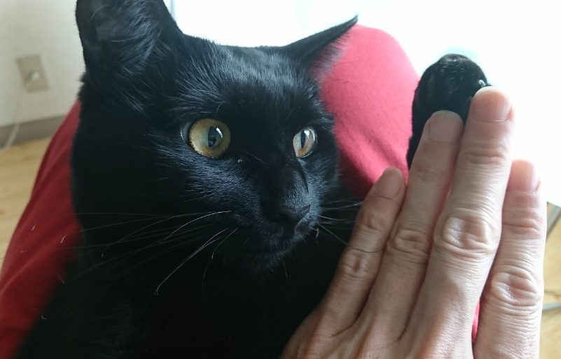 f:id:mo88mo:20190818111001p:plain