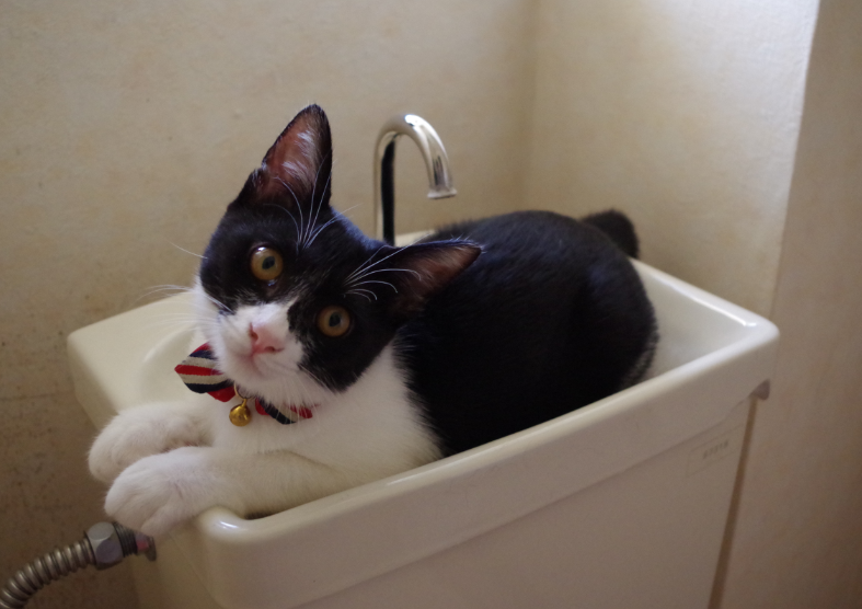 f:id:mo88mo:20191012134742p:plain