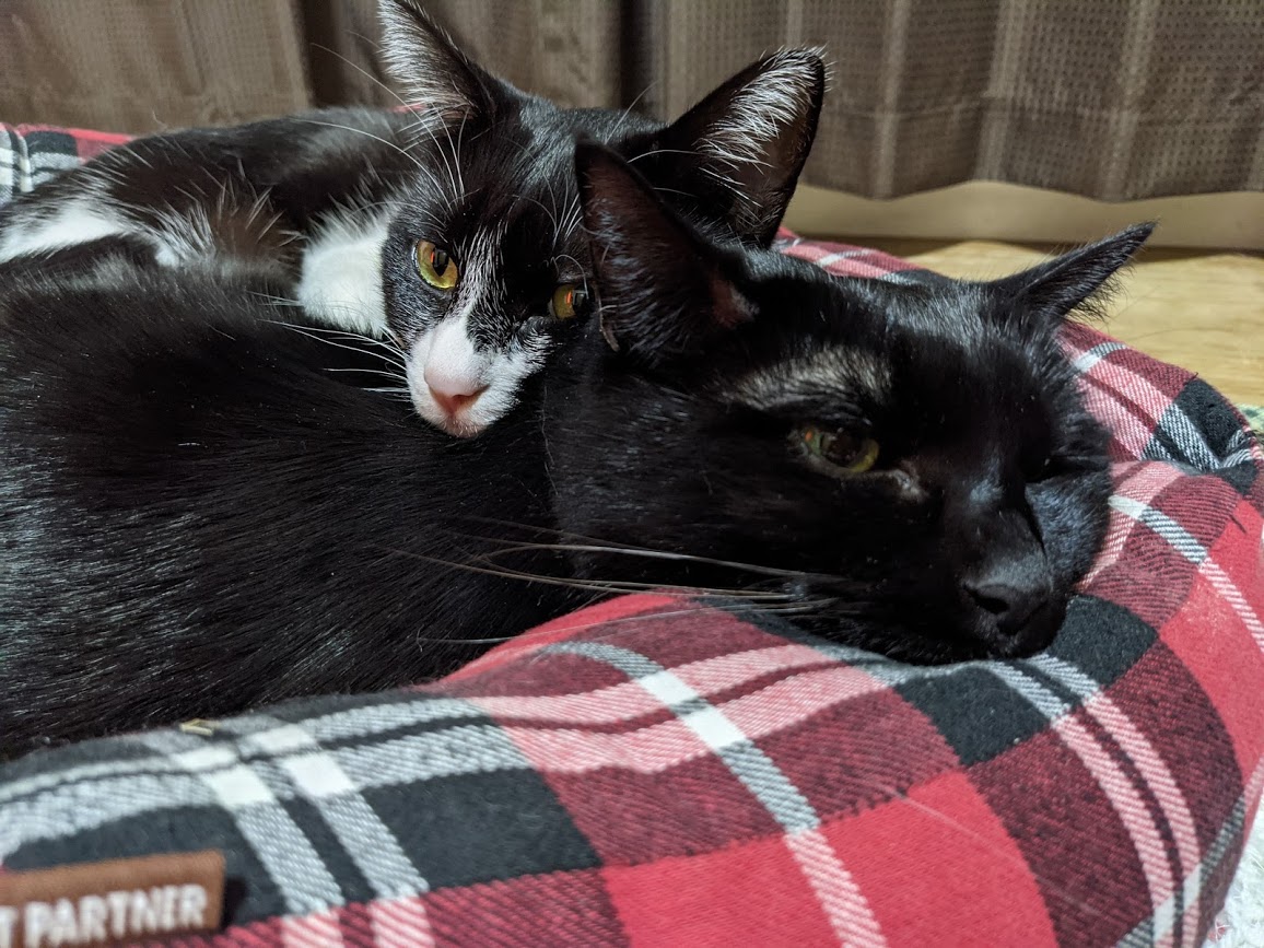 f:id:mo88mo:20210130102406j:plain