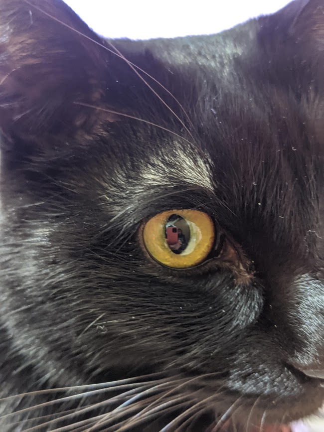 f:id:mo88mo:20210130102638j:plain