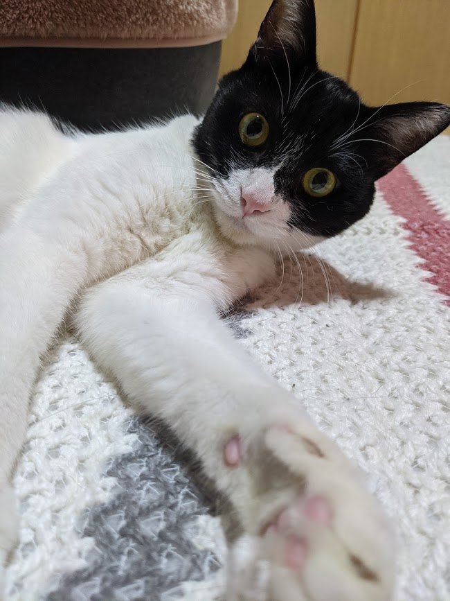 f:id:mo88mo:20210211161029j:plain