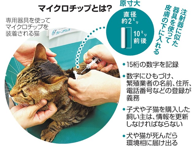 猫のマイクロチップが義務化 料金やデメリットは 保護猫モモ ナナのブログ