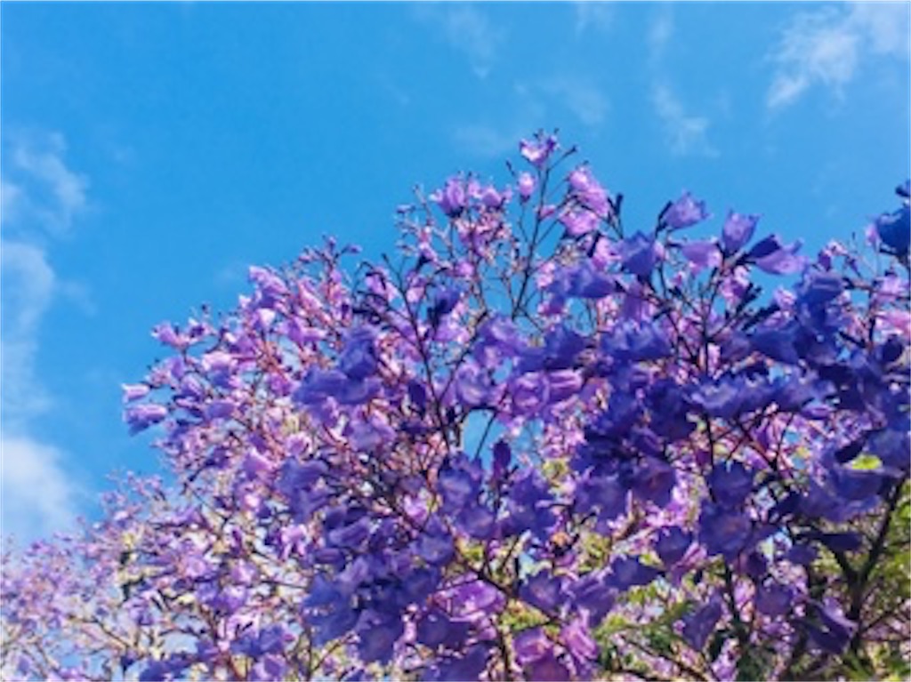 f:id:moanakiwilife:20200415201724j:image