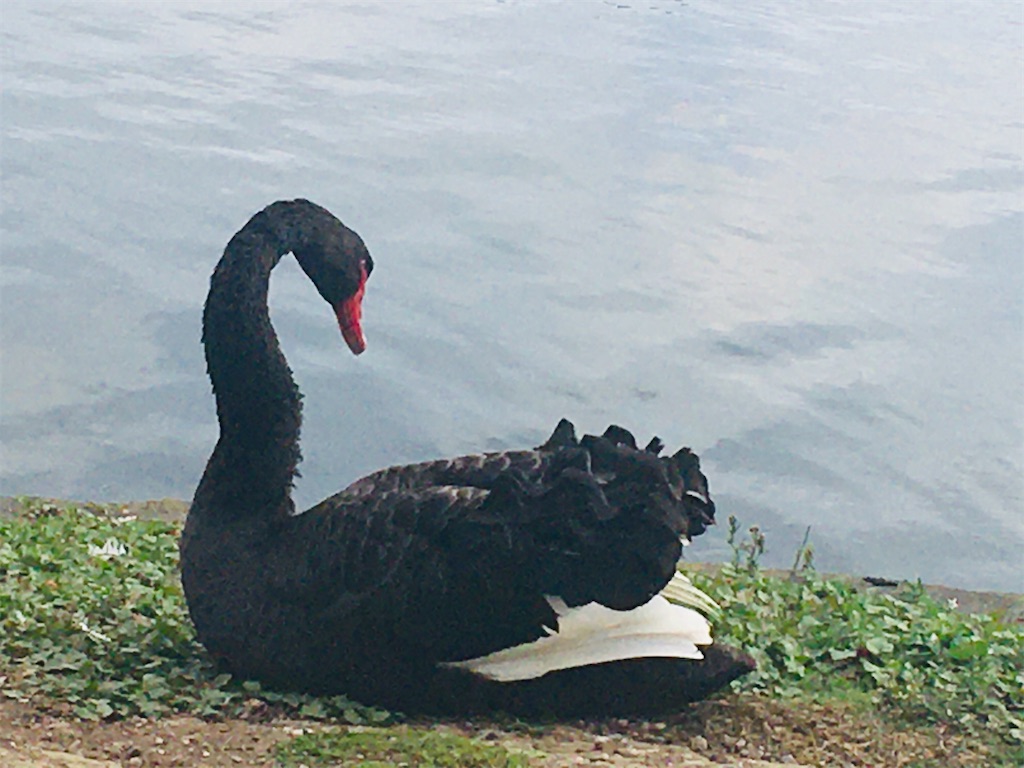 f:id:moanakiwilife:20200507073626j:image