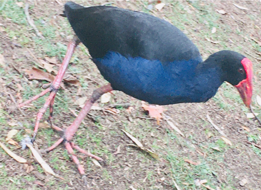 f:id:moanakiwilife:20200507073657j:image