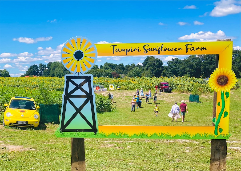ハミルトンのすぐ近くにあるひまわり畑に行ってきた - KIWI LIFE of MOANA