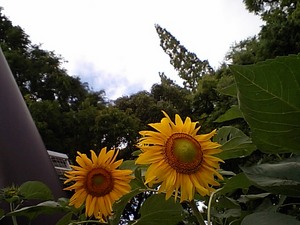 20070723085905