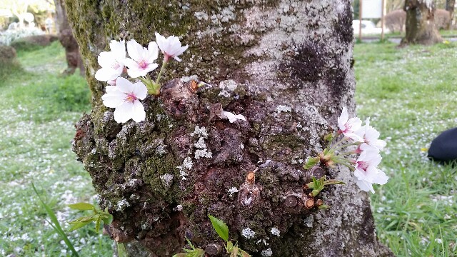 f:id:mobemobe617:20180331190244j:plain