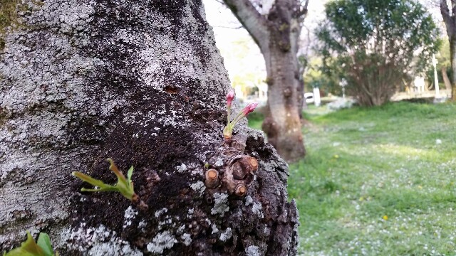 f:id:mobemobe617:20180331190307j:plain