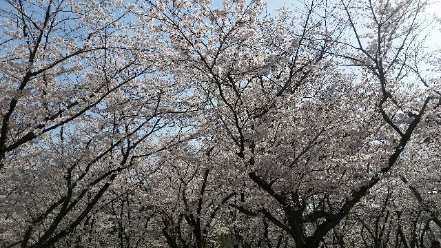 f:id:mobemobe617:20180331190405j:plain