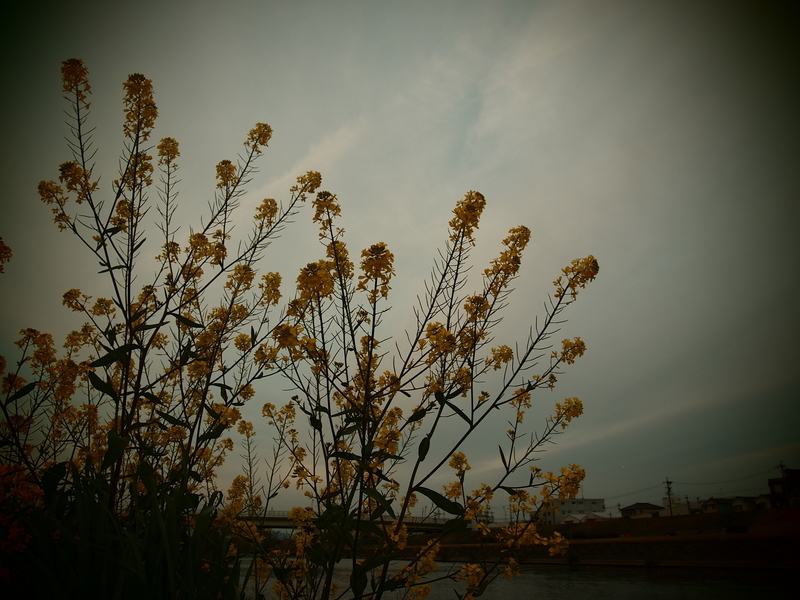 f:id:mobemobe617:20190413211448j:plain