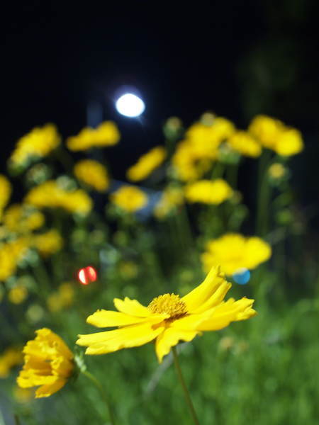 f:id:mobemobe617:20190516223533j:plain