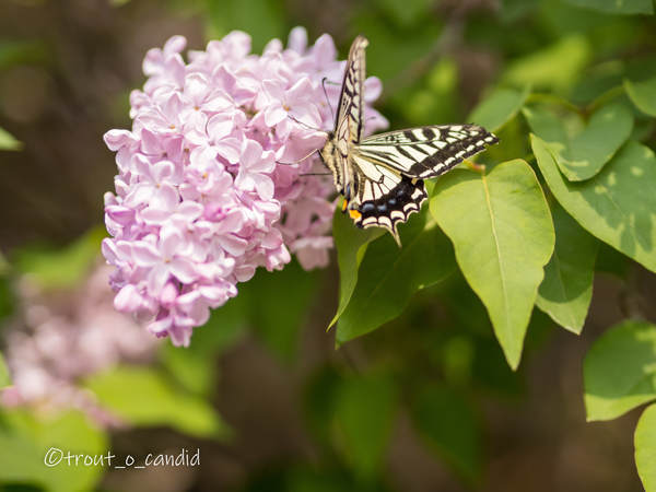 f:id:mobemobe617:20200426123305j:plain