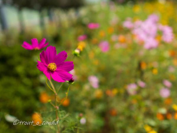 f:id:mobemobe617:20201018175428j:plain