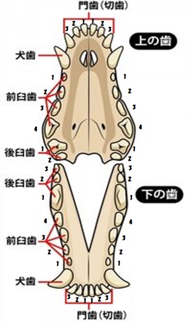 f:id:moca-daily:20201011184816j:plain f:id:moca-daily:20201011184816j:plain