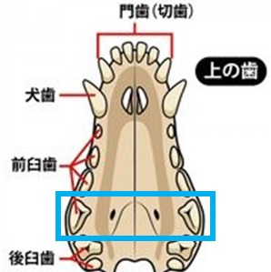 f:id:moca-daily:20201011184911j:plain f:id:moca-daily:20201011184911j:plain