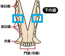 f:id:moca-daily:20201011185007j:plain f:id:moca-daily:20201011185007j:plain