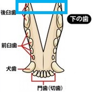 f:id:moca-daily:20201011185112j:plain f:id:moca-daily:20201011185112j:plain