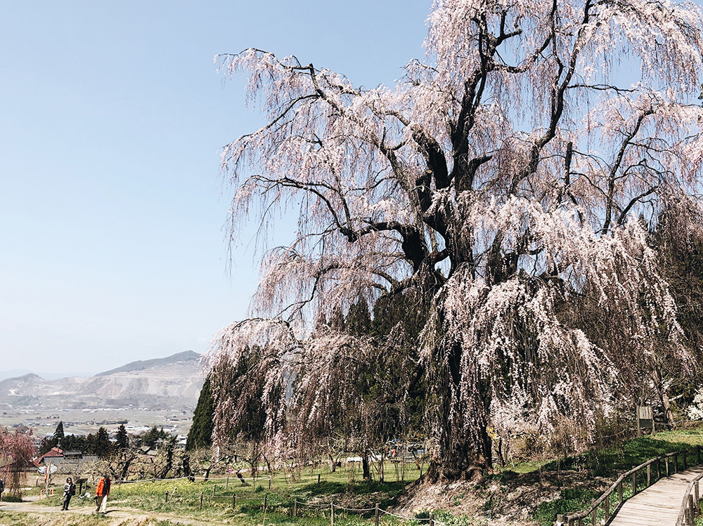 水中のしだれ桜