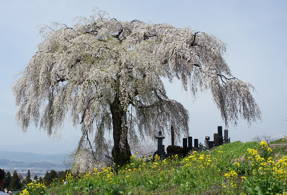 大久保のしだれ桜