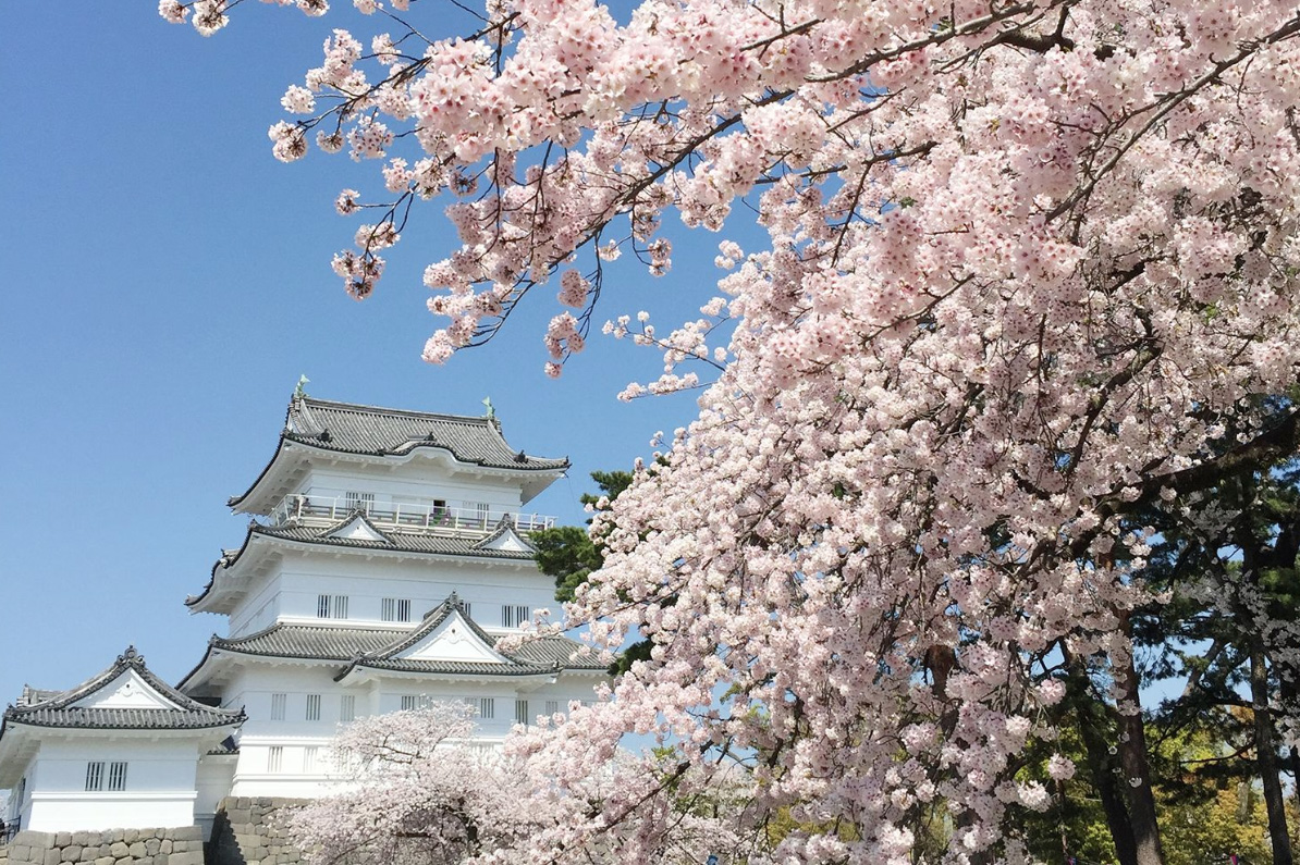 小田原城と桜