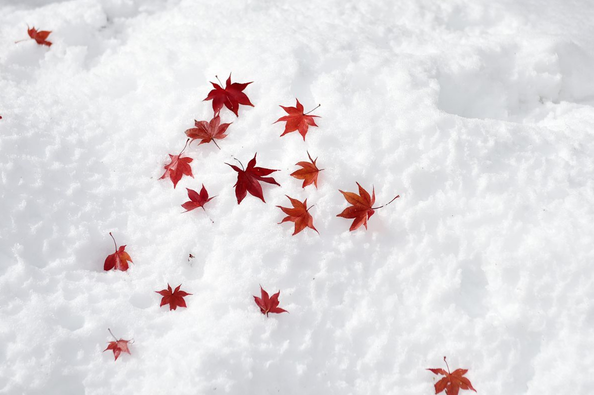 箱根 ］雪と紅葉を同時に見た 54年に一度の景色 - moca tabi