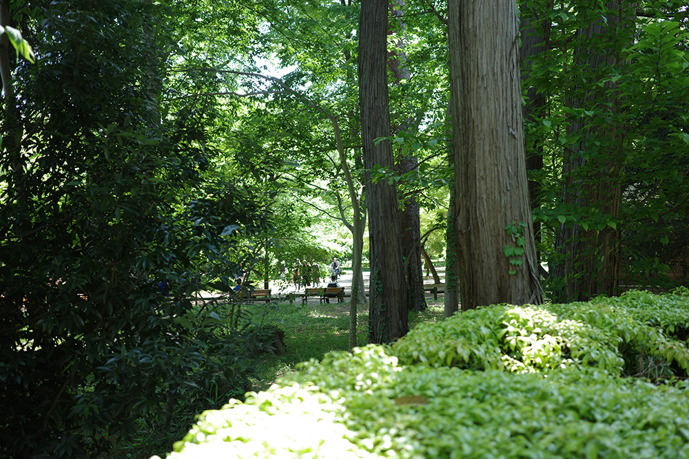 井の頭公園